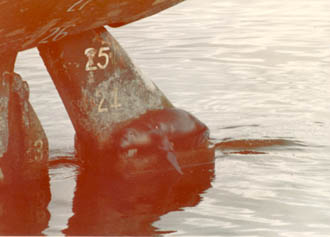 A seal resting on the rudder